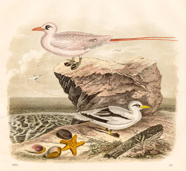 Interesting seabirds: red-tailed tropicbird, white woodpecker- Very rare plate from "Book of the World" 1863 Interesting seabirds: red-tailed tropicbird, white woodpecker- Very rare plate from "Book of the World" 1863 red tailed tropicbird stock illustrations