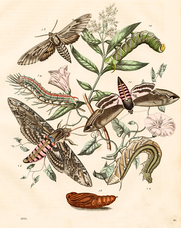 European sphinx moths: privet hawk-moth, morning glory moth - Very rare plate from 