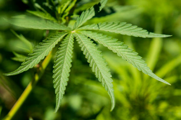istock various pictures of Marijuana plants 1497324720