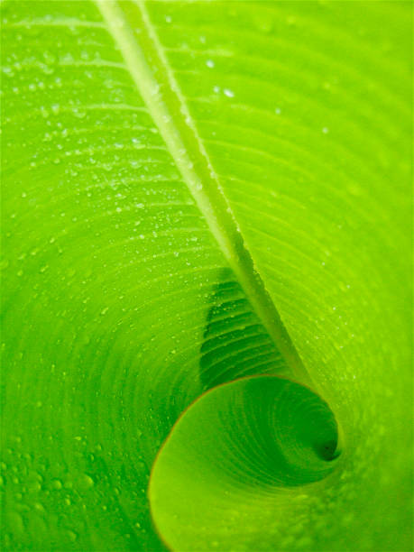 istock Green Banana Leaf Spiral 1497329392
