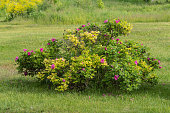 Bush of wild rose hip blooms in the garden.