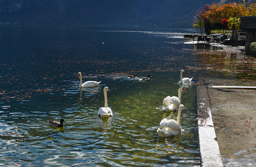 swans in a blue romantic lake at the sunset with gold light in Como, italy