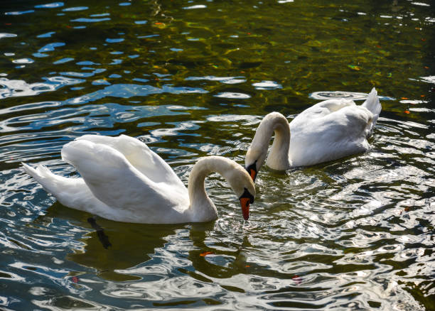 istock Beautiful swan on the pond in spring time 1497332018