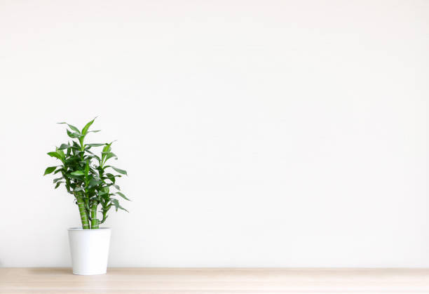 una planta de bambú verde fresco (dracaena braunii) en una maceta blanca sobre pisos de madera contra una pared blanca limpia o un interior de casa vacía - bamboo shoot bamboo indoors plant fotografías e imágenes de stock