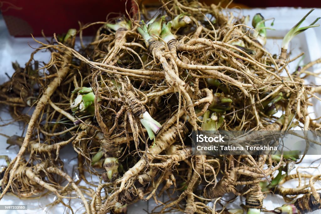Many ginseng roots in vietnamese market Aging Process Stock Photo