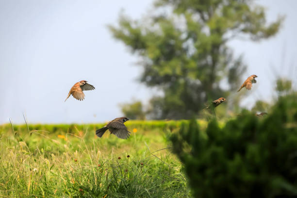 A few sparrows flew over the lawn in the park.