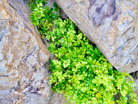 Horizontal high angle closeup photo of clumps of green leaves on uncultivated Sea Parsley or Sea Celery plants growing among rocks near the beach, Ulladulla, south coast NSW in Spring. A survival food, eaten by Captain Cook and his crew, to prevent scurvy in the 1700s.