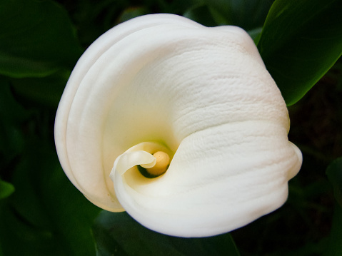 Horizontal high angle closeup photo of the creamy white flower and green leaves on an Arum or Calla Lily plant. Dark background.