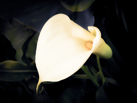 Horizontal extreme closeup photo of the creamy white flower and green leaves on an Arum or Calla Lily plant. Soft focus dark background.