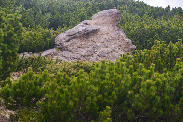 Top of Kitayskaya Stenka is rock pillar in the Stolby Nature Reserve in Krasnoyarsk, Russia. Springtime landscape in Siberia