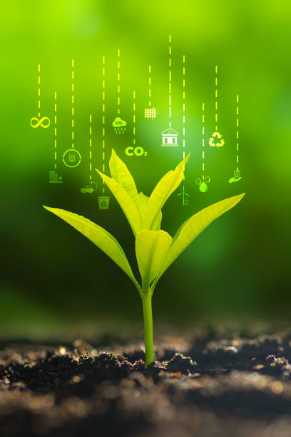 istock Renewable energy concept Earth Day or environment protection Hands protect forests that grow on the ground and help save the world. 1497338698