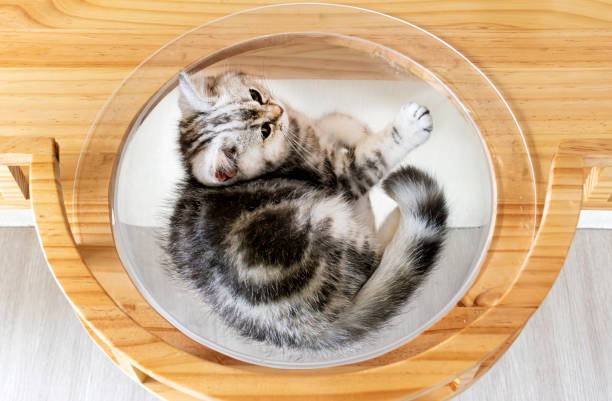 istock Top view gray cat in cat home 1497344325