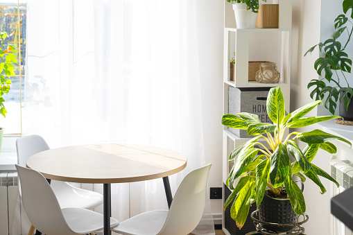 The interior of the house with large windows and home plants round table, chairs, white loft. Houseplant caring for indoor plant, green home