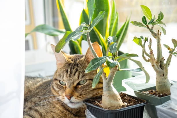 katze schläft auf der fensterbank mit einer gruppe von zimmerpflanzen adenium. der kopf der katze liegt auf einem topf mit einer blume, pflanzen und haustieren - flower gift decoration domestic room stock-fotos und bilder