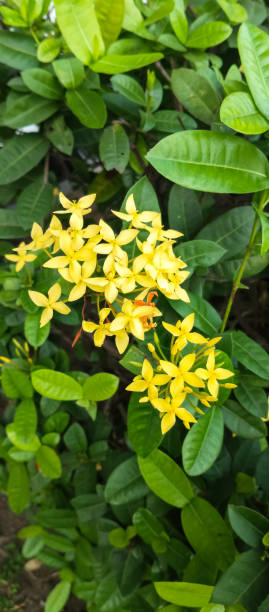 istock Asoka Yellow Flower Plant 1497345432
