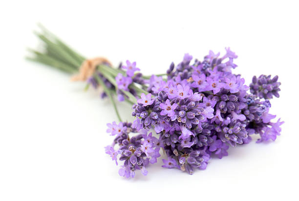 istock bunch of lavender flowers 149734661