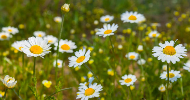 istock closeup white camomile flowers ingreen grass 1497347415