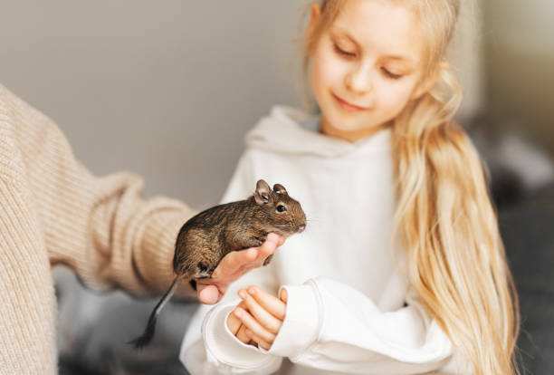 istock Young girl playing with small animal degu squirrel. 1497348068
