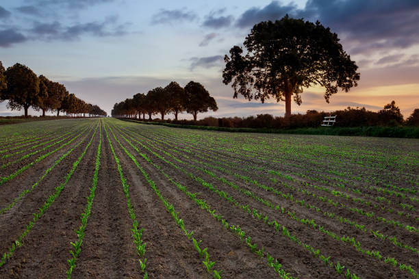istock New Growth - Farmland - Agriculture 1497348294