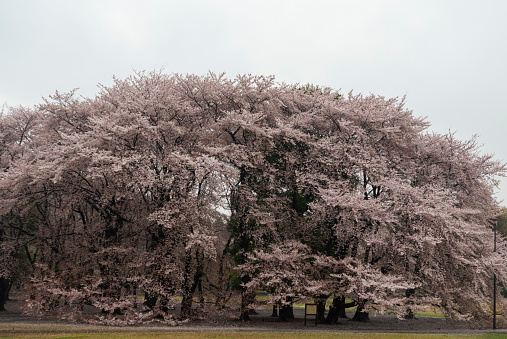 Cherry blossoms are very popular in Japan and are enjoyed for cherry blossom viewing in the spring.