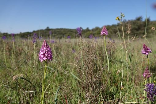 Natural wide-angle closeup on the purple flower of the Eurropean perennial herbaceous Pyramidal Orchid, Anacamptis pyramidalis