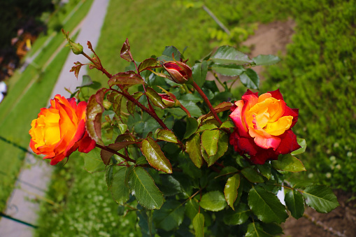 Macro, shallow depth of field image of a single red and yellow rose