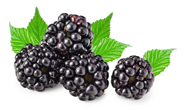 istock blackberries with leaves isolated on white background. clipping path 1497351453