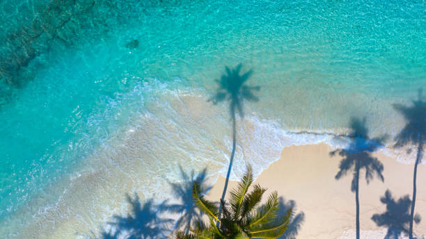 海岸の背景に夏のヤシの木と熱帯のビーチの影