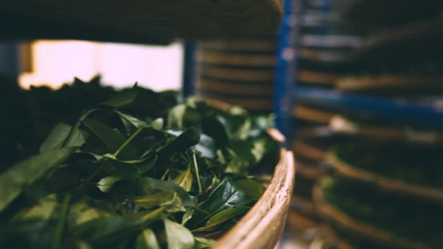 Asian farmer producing green tea with modern equipment in their own tea factory.