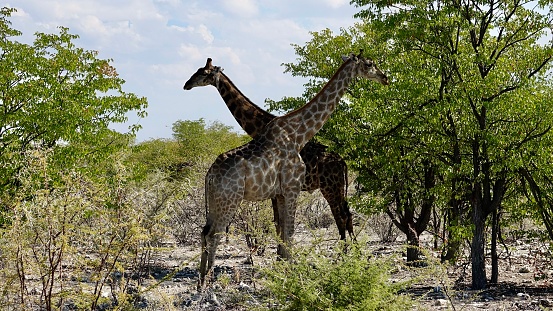 Namibia Giraffe in the nature
