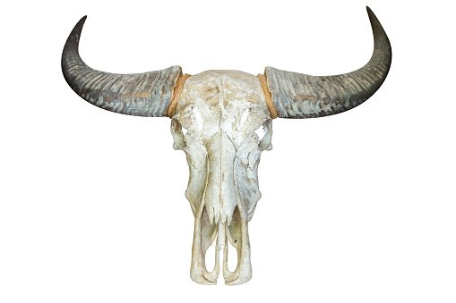Die cut of Thai cow horn or Buffalo horn on white isolated.
