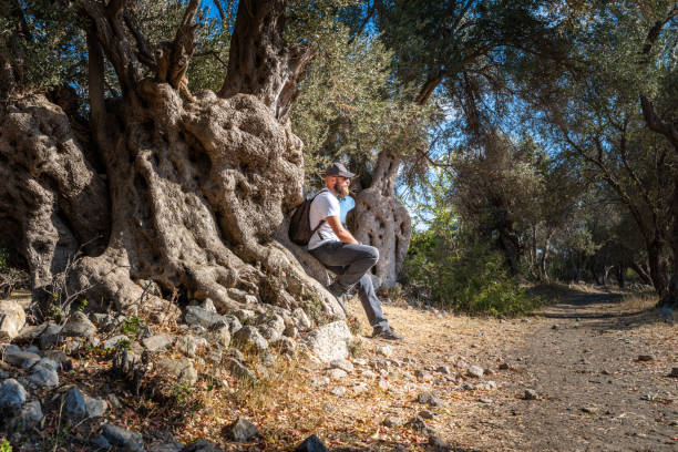 istock Travel with people. Caucasian bearded man resting under olive tree while traveling in ancient landmark ruin public park summer. 1497358821