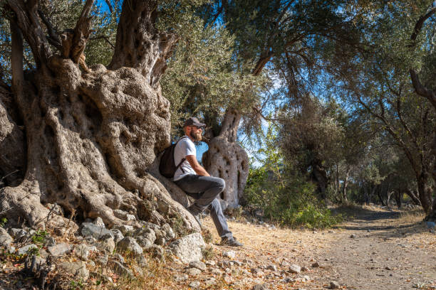 istock Travel with people. Caucasian bearded man resting under olive tree while traveling in ancient landmark ruin public park summer. 1497358832
