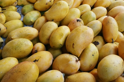 Season of Mango in India