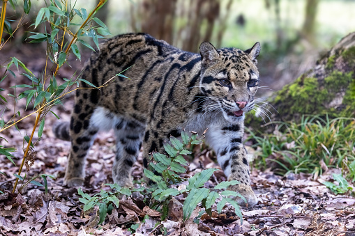 Adult clouded leopard, Neofelis nebulosa, walks through the undergrowth. This cat is endemic to forests from the foothills of the Himalayas, mainland Southeast Asia and South China. Vulnerable species