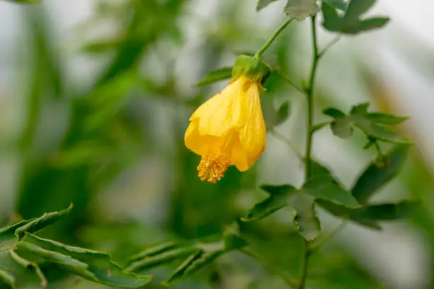 Close up photo of Abutilon pictum flower and blurred background.
