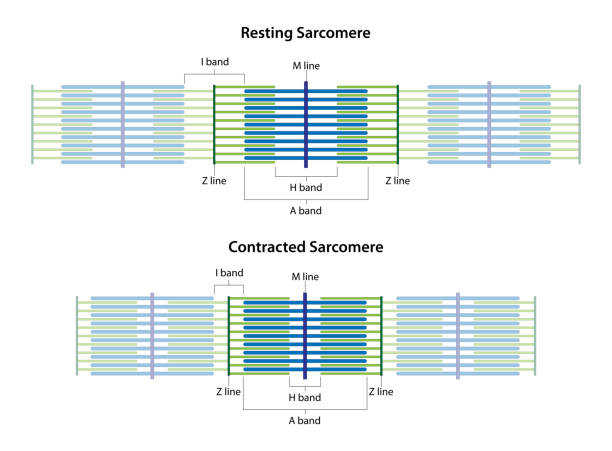 Sarcomeres in different functional stages: resting and contracted. Sarcomeres in different functional stages: resting and contracted. Sarcomere showing the location of the I band, A band, H band, M line, and Z lines. myosin stock illustrations