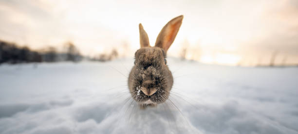 istock Frontal close-up of dark brown typical Icelandic rabbit with the ground completely covered in snow and the first light of dawn looking at the camera. Traces of snow on his mustache. 1497367616