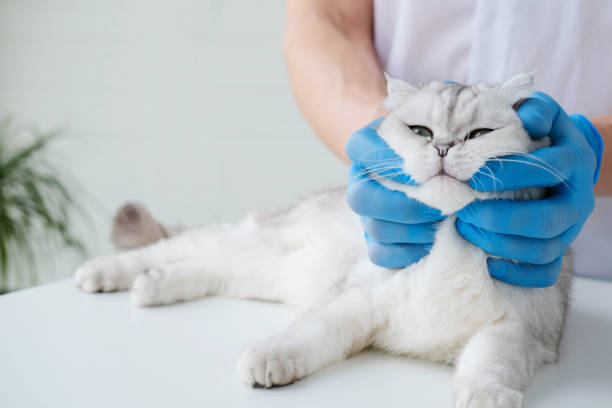 istock A veterinarian examines a Scottish fold cat in a veterinary clinic. 1497367859