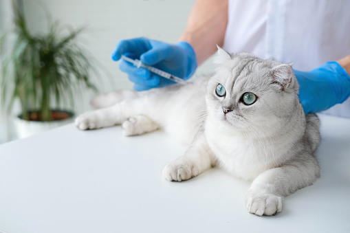 The veterinarian gives an injection to a Scottish kitten. A doctor in a veterinary clinic inoculates a cat.