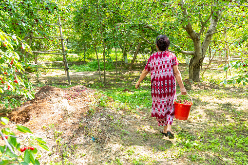Uzbek woman holding red bucket with harvested ripe cherries