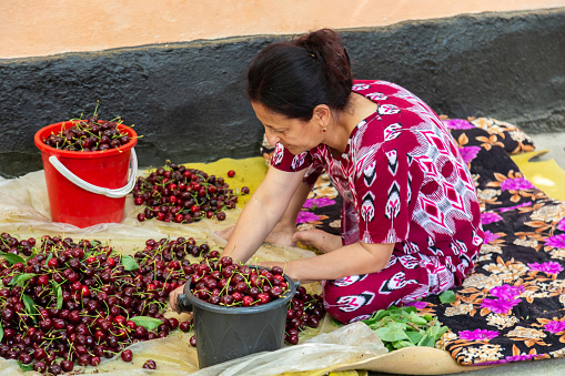 Uzbek woman in national dress sorting harvested cherries by sitting on the ground. Choosing the best ones for export