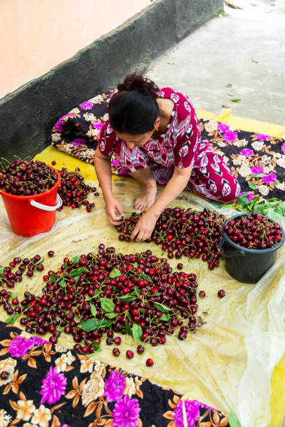 Uzbek woman in national dress sorting harvested cherries by sitting on the ground. Choosing the best ones for export