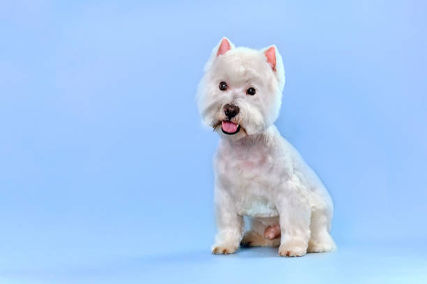 istock West highland white terrier after trimming on a blue background 1497370952