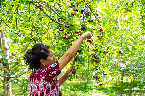 Uzbek woman in national dress harvesting ripe cherries in the garden