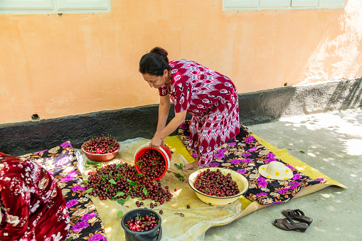 Uzbek woman in national dress holding red bucket with harvested cherries