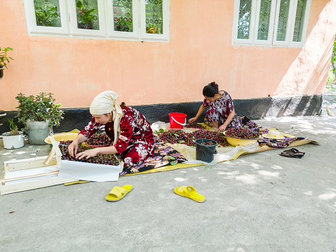 Aerial view of uzbek women sorting harvested cherries by sitting on the ground. Choosing the best ones for export