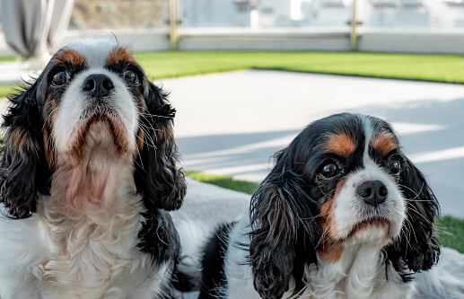 Portrait of cute couple of dogs cavalier king charles spaniel sitting outdoors