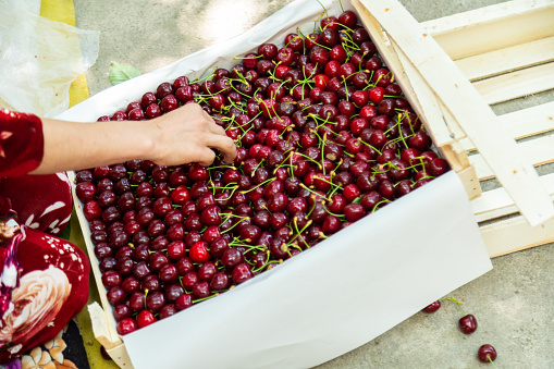 Closeup of woman hand sorting harvested cherries into the wooden box. Choosing the best ones for export