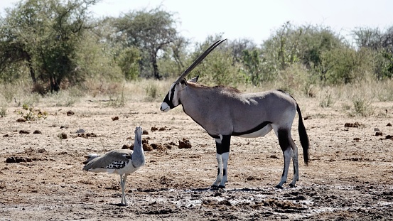 Oryx Antelope, Gemsbock